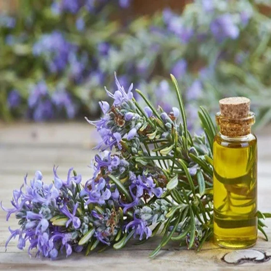 rose-marry-essential-oil-2.webp