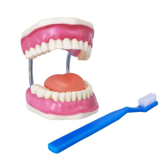dental-care-model-2.webp