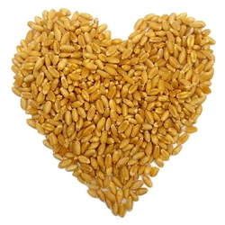 Organic Sortex Wheat