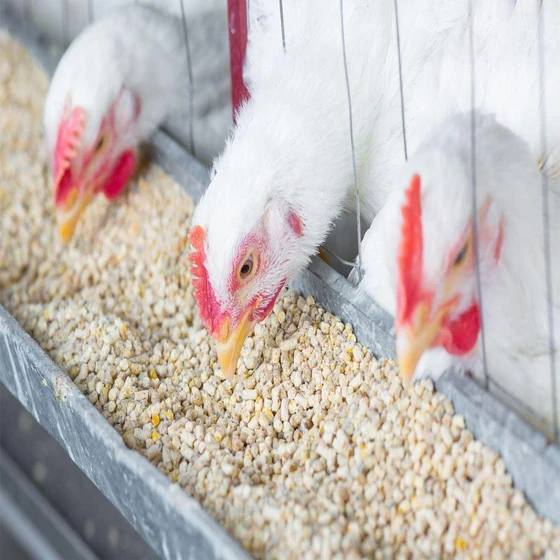 broiler-feed-2.webp