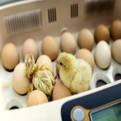 Eggs Poultry Hatcher