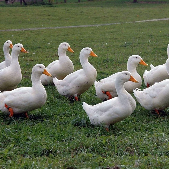 white-pekin-ducklings-2.webp