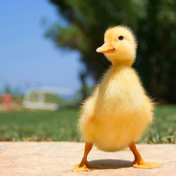 yellow-duck-chick-2.webp