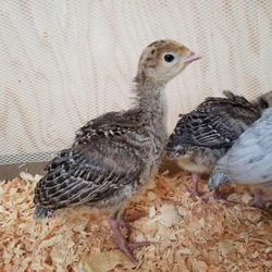 Turkey Poultry Chicks