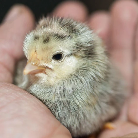 one-day-old-chicks-2.webp