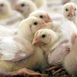 White Broiler Chicks