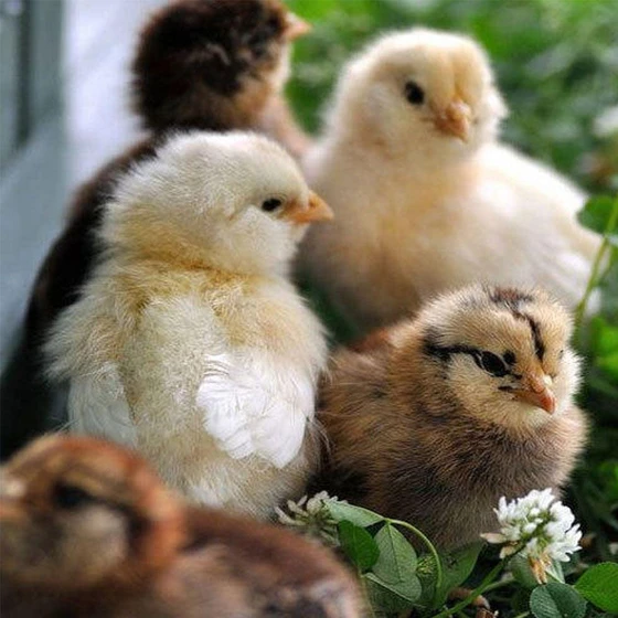 country-chicken-chicks-2.webp