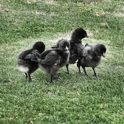 Kadaknath Chicken Breed