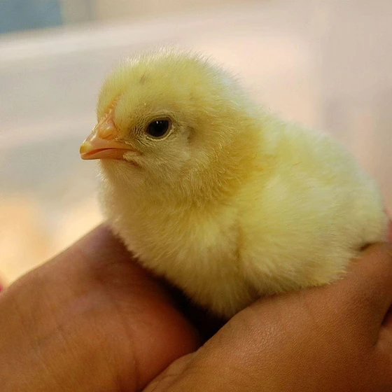 farm-baby-chick-2.webp