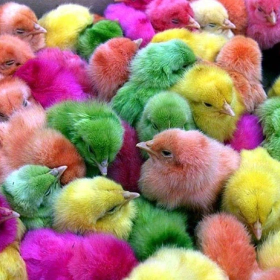 multicolor-baby-chick-2.webp