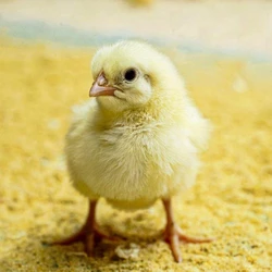 Poultry Broiler Chicks