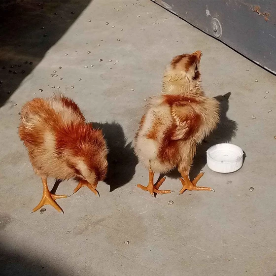poultry-desi-chicks-2.webp