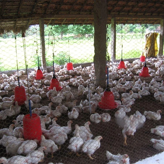poultry-chicks-farm-2.webp