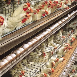 Poultry Chicks Farm