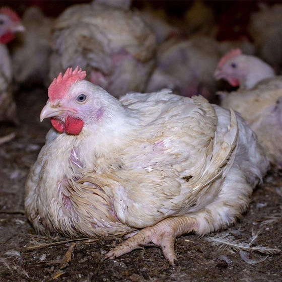 poultry-broiler-chick-2.webp