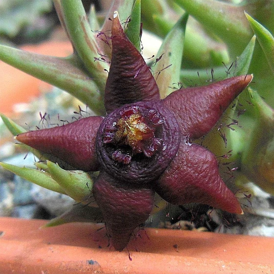 orbea-semota-subsp-1.webp