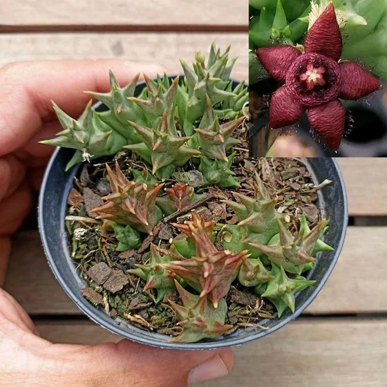 orbea-semota-subsp-2.webp