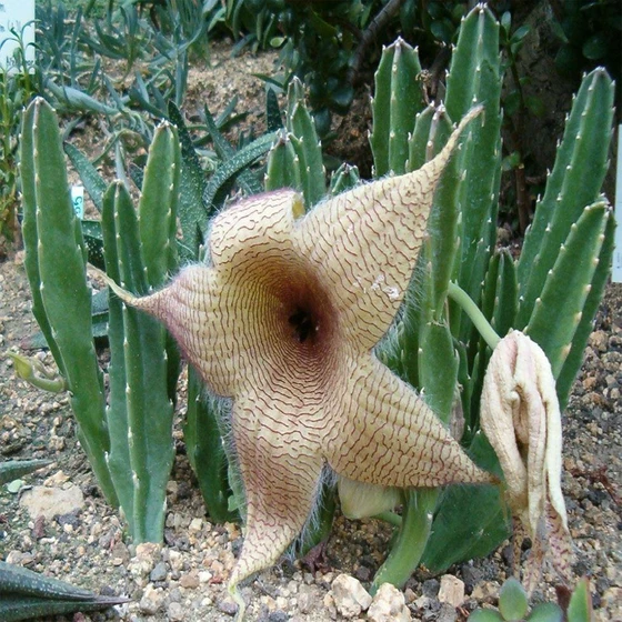 stapelia-gigantea-2.webp