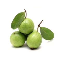 Khaja Guava Plant