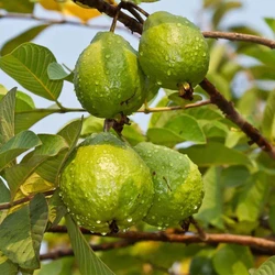 Pink Guava Plant
