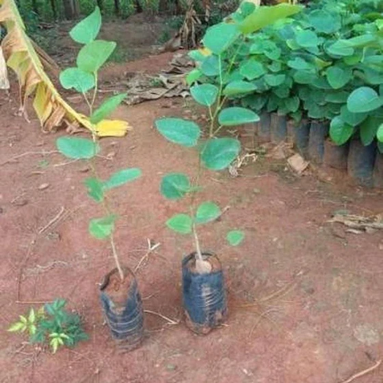 sandal-wood-plants-2.webp
