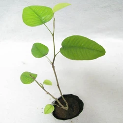 Sandal Wood Plants