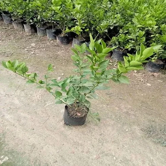 seedless-lemon-plants-2.webp