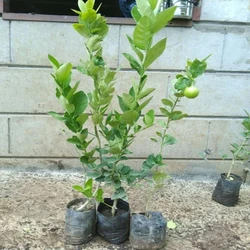 Seedless Lemon Plants