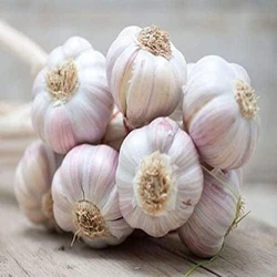 Fresh Premium Garlic