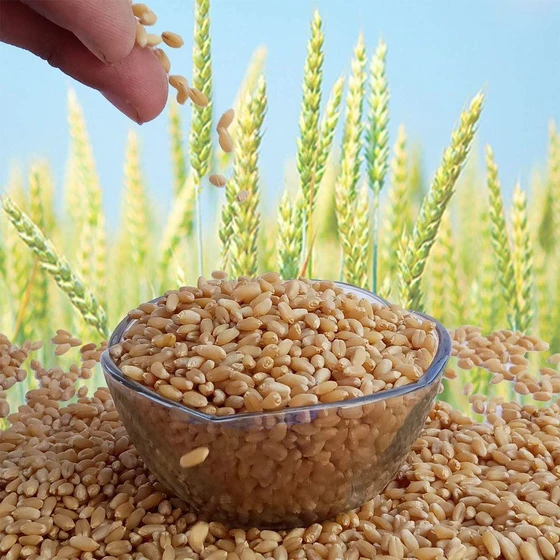 sharbati-brown-wheat-2.webp
