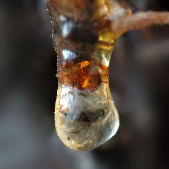 synthetic-resin-plants-1.webp