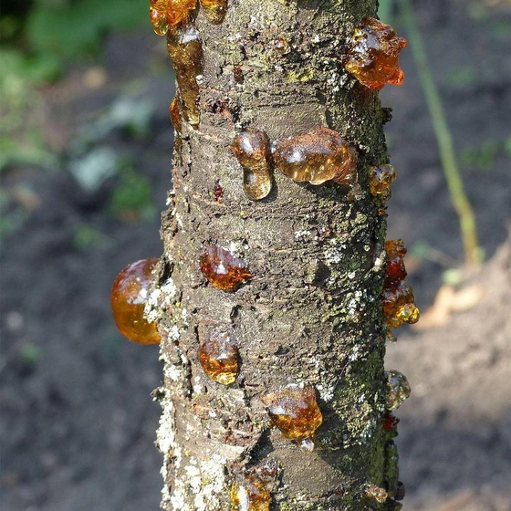 synthetic-resin-plants-2.webp