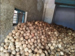 fresh coconut