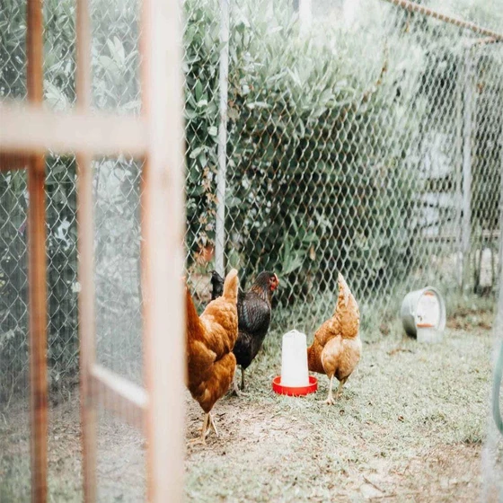 poultry-chain-fencing-2.webp