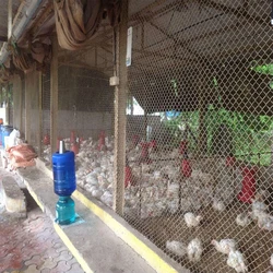Poultry Chain Fencing