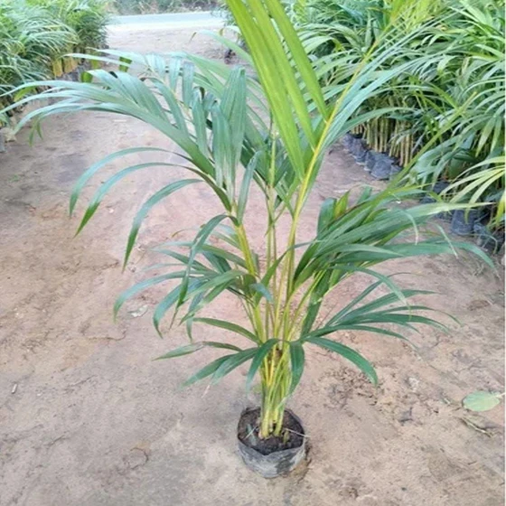 landscaping-service-plants-2.webp