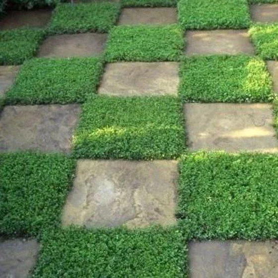 landscaping-services-grass-2.webp