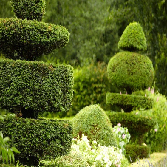 landscaping-hedges-services-2.webp