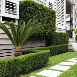 Landscaping Hedges Services