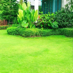 Services Landscaping Garden 