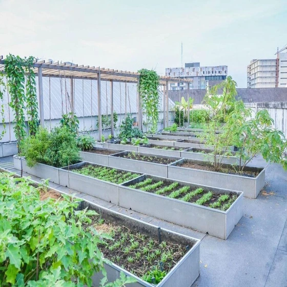 roof-top-services-garden-2.webp