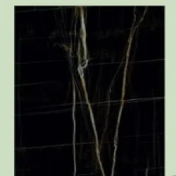 Material Vitrified, Size 900x900 mm Saint Laurent Tiles, Suitability Wall, Tile Design Floral