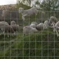 Wire Weld Mesh, Size Customize